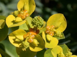 Euphorbia margalidiana