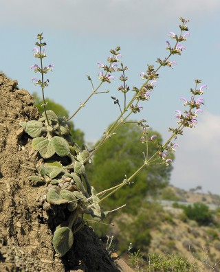 Salvia veneris