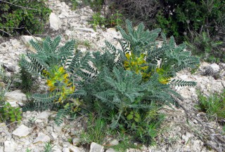 Astragalus macrocarpus subsp. lefkarensis
